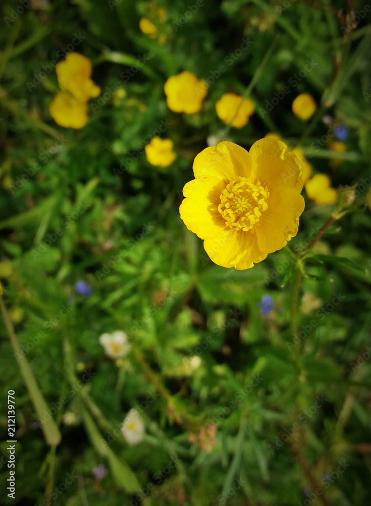 Buttercup