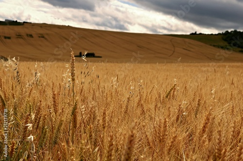 Field