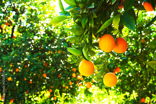 Close up of multiple organic ripe perfect orange fruits hanging on tree branches in local produce farmers garden. Beautiful oranges plantation in a daylight on sunny day, sun beams, natural light.