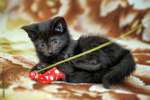 little black kitten plays in a red bow photo