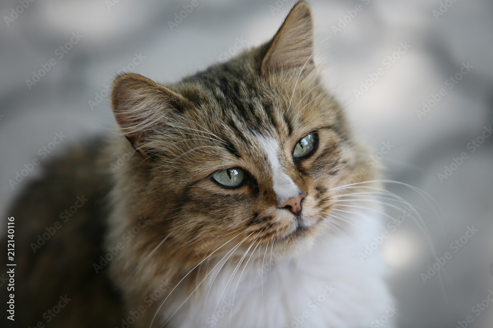 Beautiful domestic cat