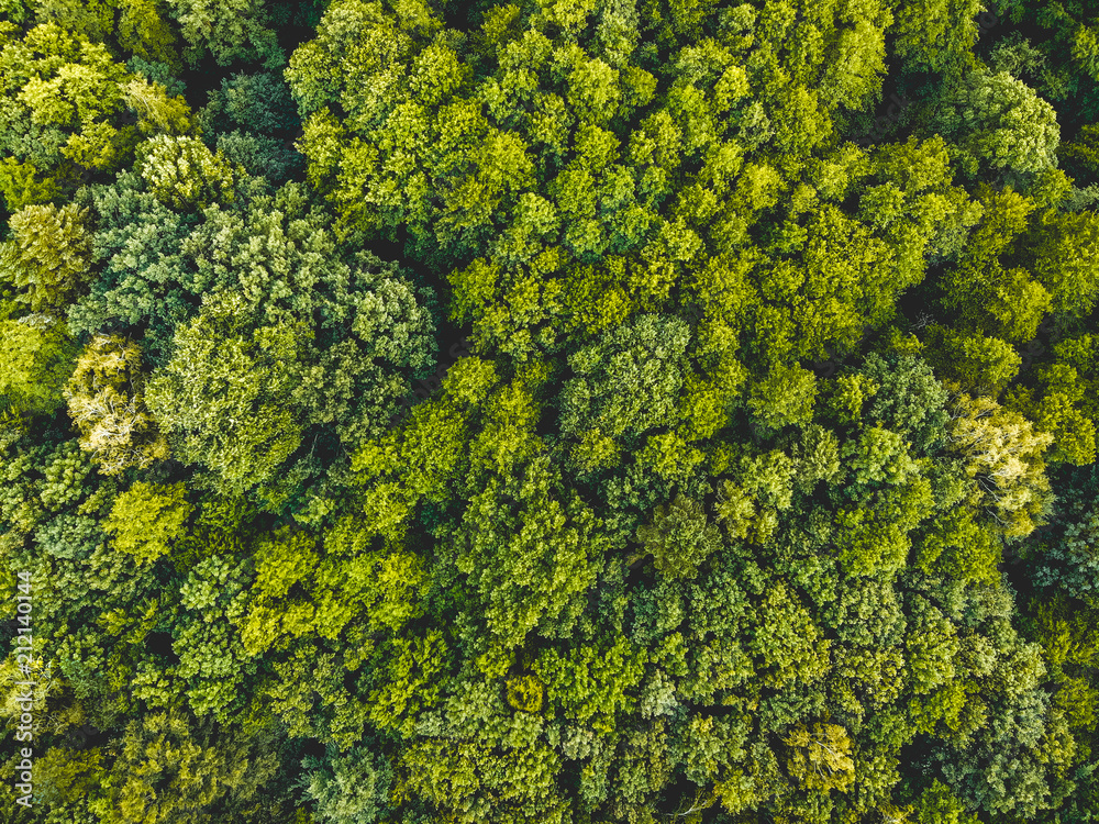 green treetops from the bird view - taken by a drone