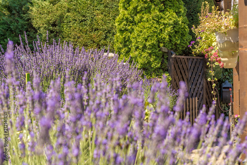 Fototapeta Naklejka Na Ścianę i Meble -  Traumhaft schöner Garten mit Lavendel und Hängeblumen