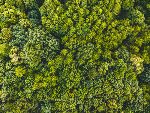 green treetops from the bird view - taken by a drone