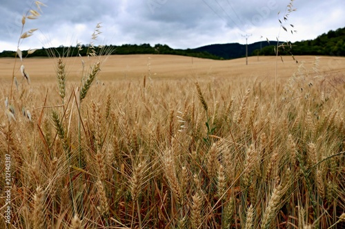 Spring Field