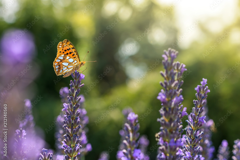 Kleiner Perlmuttfalter auf sommerlich strahlenden Lavendel Kleiner Perlmuttfalter auf sommerlich strahlenden Lavendel