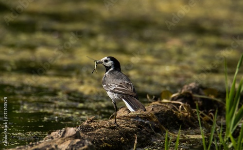 Bachstelze im Naturschutzgebiet Tegeler Fließ in Berlin . photo