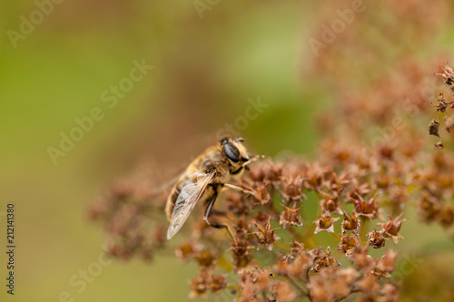 Dung fly on top of a brown flower with green backdrop © Maarten Zeehandelaar