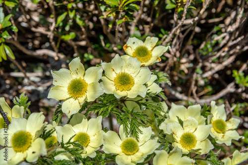 Pulsatilla photo