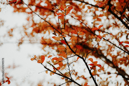 Autumn Leaves © Magdalena