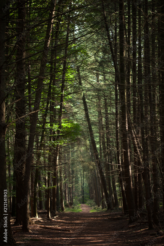 A forest path, flanked on one side by a tree and on the other by a