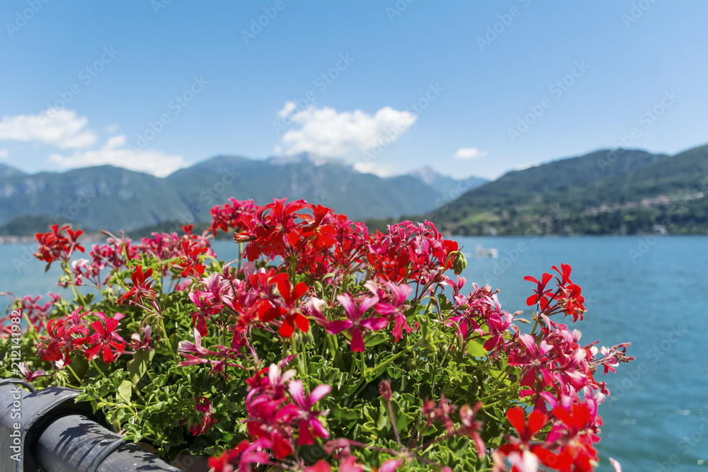 Lago di Como in Italy and Blooming Red Geranium Flowers ,Como Lake  Background Stock Photo | Adobe Stock
