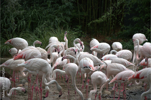 Foto Flamingos beim Fressen