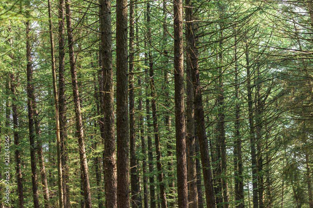 Fototapeta premium Abundance of trees and branches