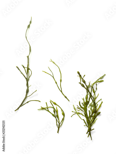 Ascophyllum Algae Anatomy