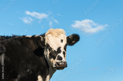 black and white beef breed with blue sky and copy space
