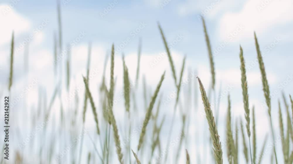 nature, environment and flora concept - sand reed growing waving in wind nature, environment and flora concept - sand reed growing waving in wind