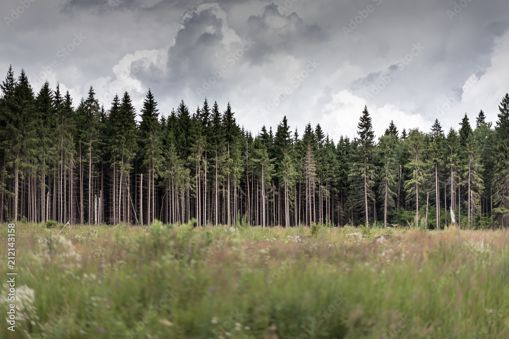 Deforestation in russia. Pine forest and dark cloudy sky Deforestation in russia. Pine forest and dark cloudy sky