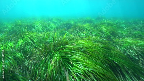 Meadow of seagrass underwater in the Mediterranean sea (neptune grass Posidonia oceanica), Cabo de Gata-Níjar natural park, Almeria, Andalusia, Spain
