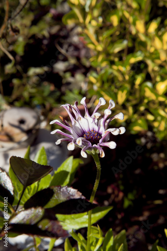 close up osteospermum flower photo