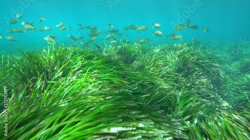 Mediterranean sea underwater meadow of seagrass (Posidonia oceanica) with a shoal of fish (Sarpa salpa), Cabo de Gata-Níjar natural park, Almeria, Andalusia, Spain
