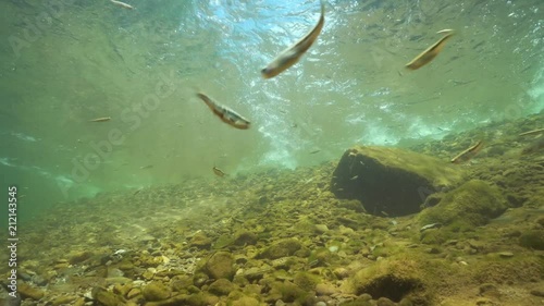 Wallpaper Mural River underwater with small fishes Eurasian minnow and some Mediterranean barbel on the riverbed, La Muga, Girona, Alt Emporda, Catalonia, Spain
 Torontodigital.ca