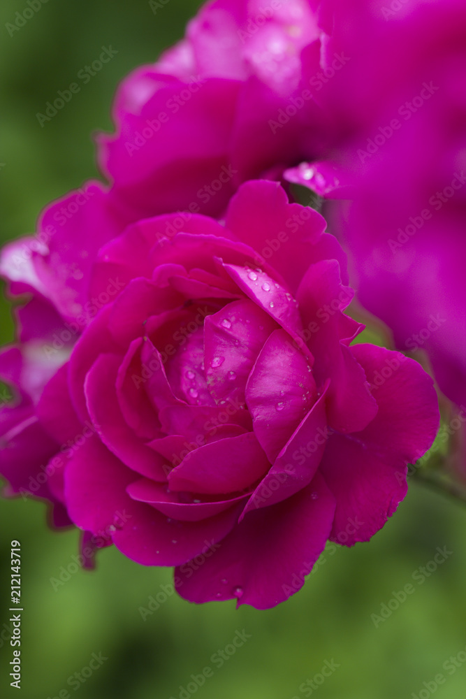 Closeup of pink rose spring flower. Spring flower background Closeup of pink rose spring flower. Spring flower background
