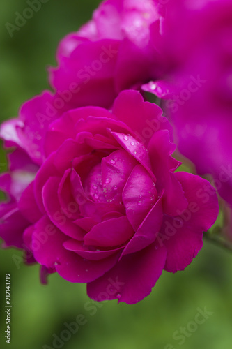 Closeup of pink rose spring flower. Spring flower background