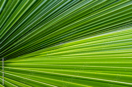 close up de hoja de palma verde con lineas no paralelas que se unen en un punto