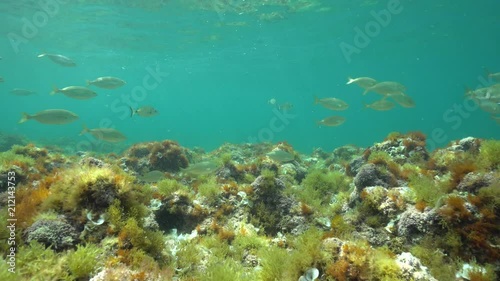 Wallpaper Mural A school of fish (Sarpa salpa) in shallow water with seaweeds on the seabed, Mediterranean sea, underwater scene, natural light, Denia, Alicante, Costa Blanca, Spain
 Torontodigital.ca
