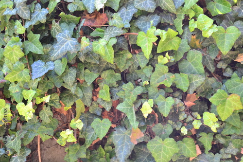 Hedera helix live plant