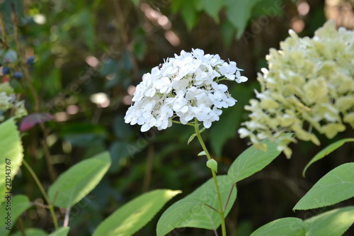 Hortenzia live plant