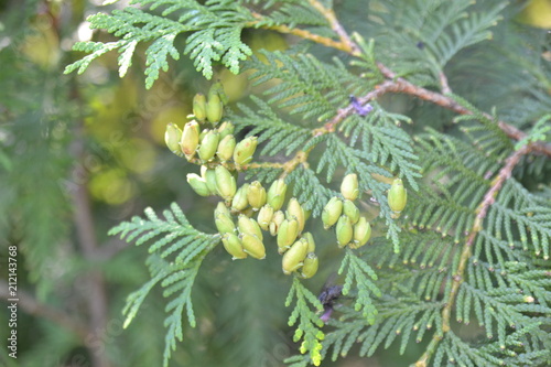Thuja occidentalis live plant