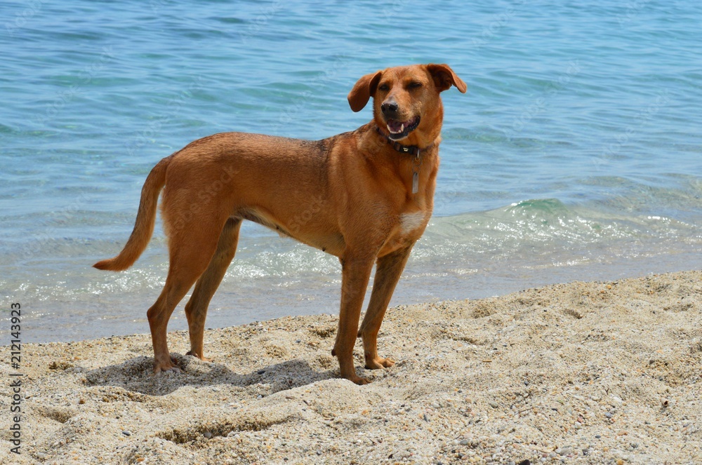 a dog on the seashore
