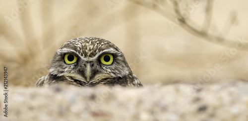 Photography Burrowing Owl