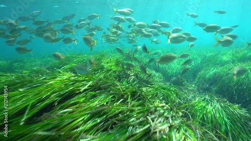 A shoal of fish (Sarpa salpa) above neptune grass (Posidonia oceanica) underwater in the Mediterranean sea, Cabo de Gata-Níjar natural park, Almeria, Andalusia, Spain
