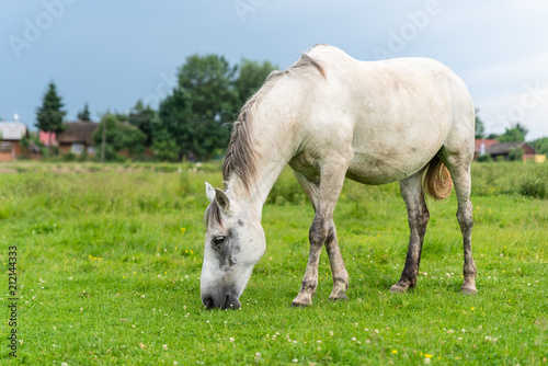 Gray mare on pastures, cloudy weather, countryside. Life in the village, Ukraine