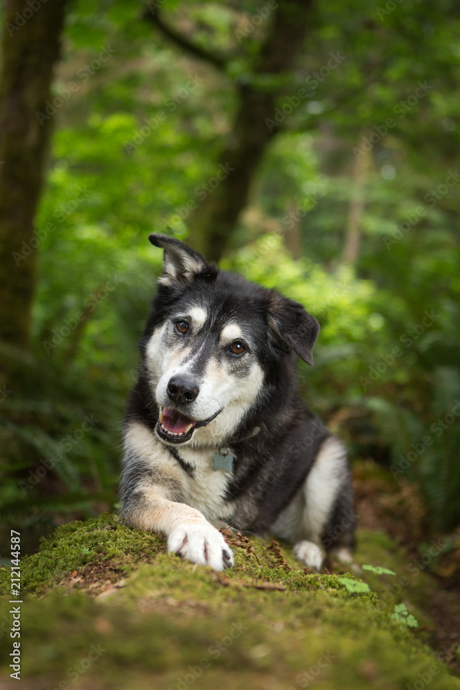 Mixed breed dog with three legs in forest