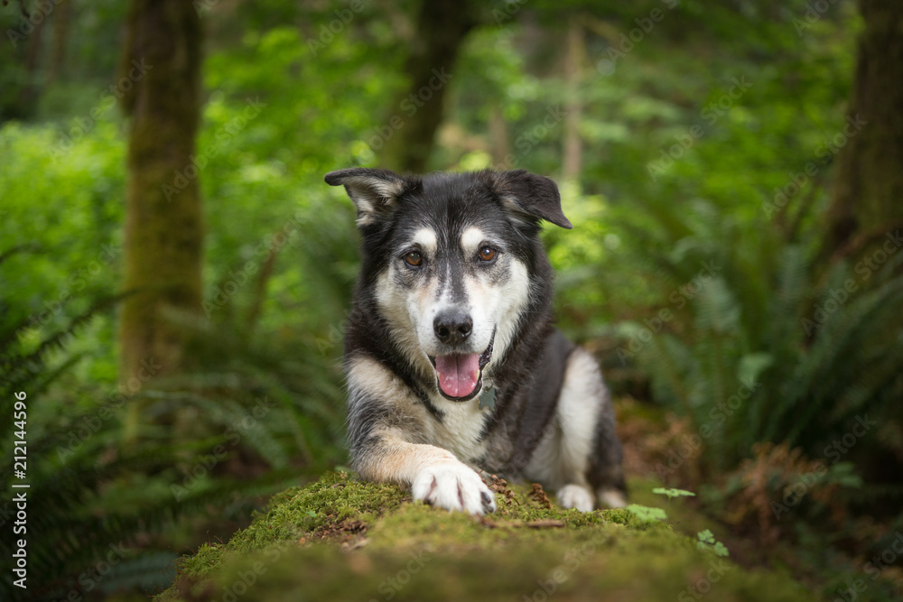 Dog with three legs in forest