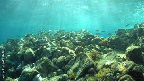 Underwater a shoal of fish (Sarpa salpa) with rocks and sunlight below water surface in the Mediterranean sea, La Isleta del Moro, Cabo de Gata-Níjar natural park, Almeria, Andalusia, Spain
