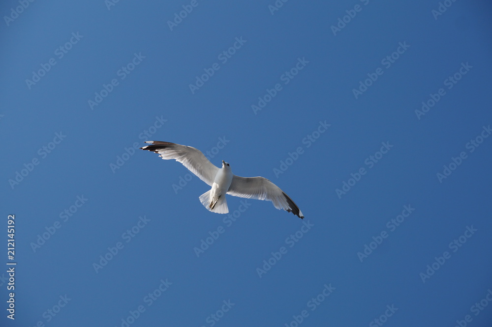 Obraz premium Seagull