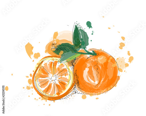 orange fruit vector illustration in watercolor paint. hand drawn citrus. 