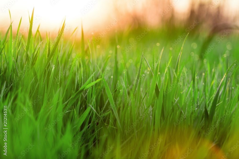 Obraz premium Grass.