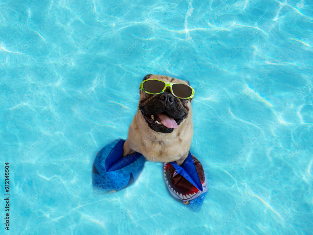 Cute pug floating in a swimming pool wearing water wings and sunglasses
