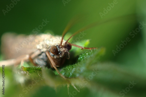 Insect close-up