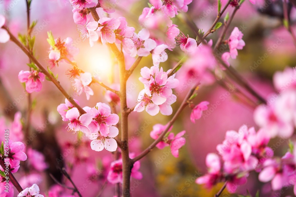 Blossom.