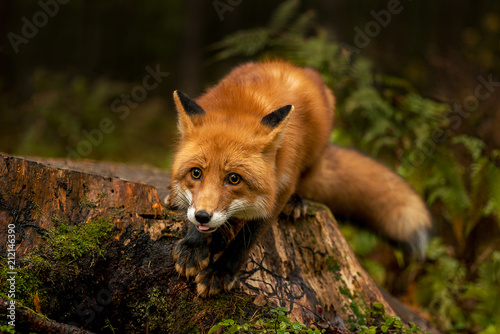 Nice red fox with black ears at stub in the forest is ready to frisk