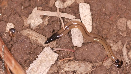 a hammerhead worm is moving on the floor