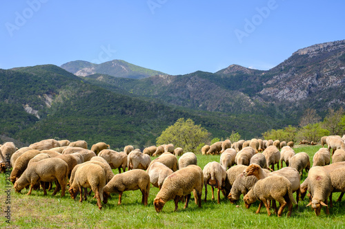Troupeau de moutons sur pâture, Alpes de Haute Provence, Gorges du Vegdon, France. 