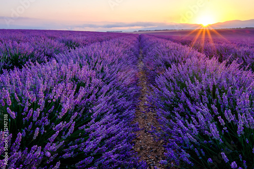 Champ de lavande en fleurs, lever de soleil. Plateau de Valensole, Provence, France.